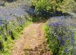 Get Involved in Protecting Footpaths & Countryside
